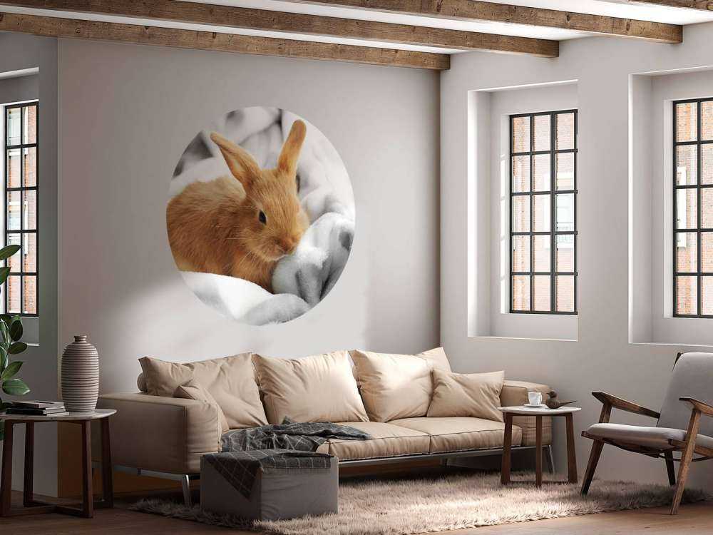 Brown rabbit