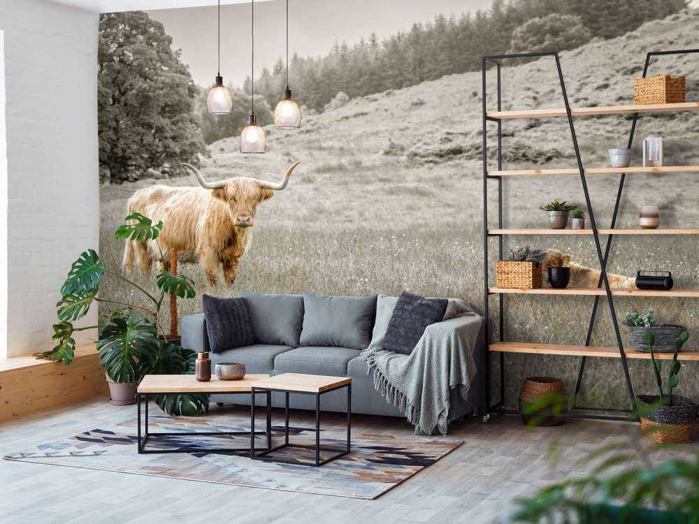 Scottish Highlander with calf