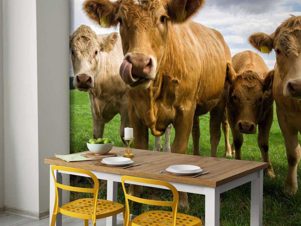 Brown cows