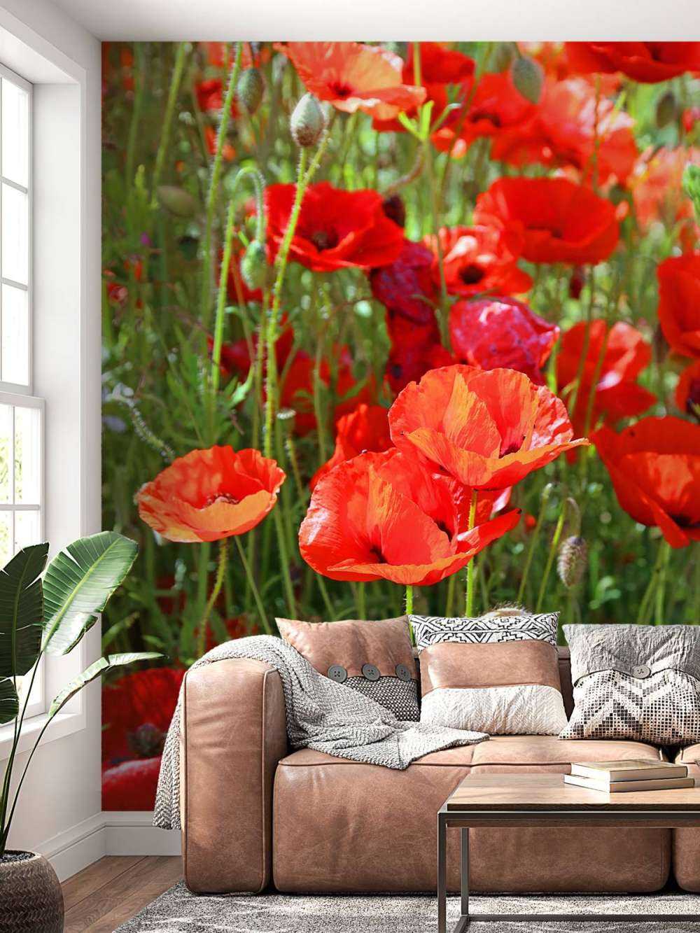 Close-up of poppies