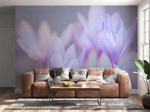 Crocus