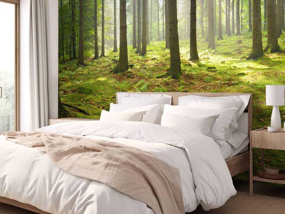 Spruce forest with sunlight