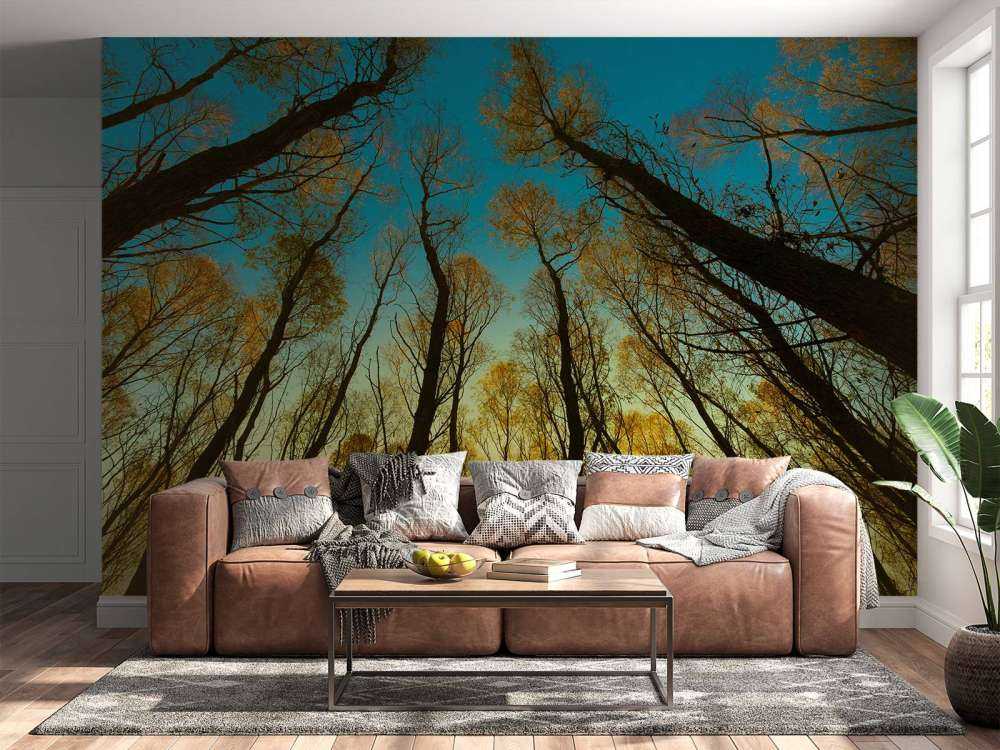 Sunrise between tall trees