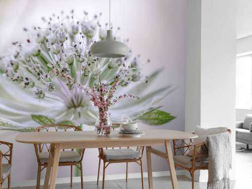 Astrantia