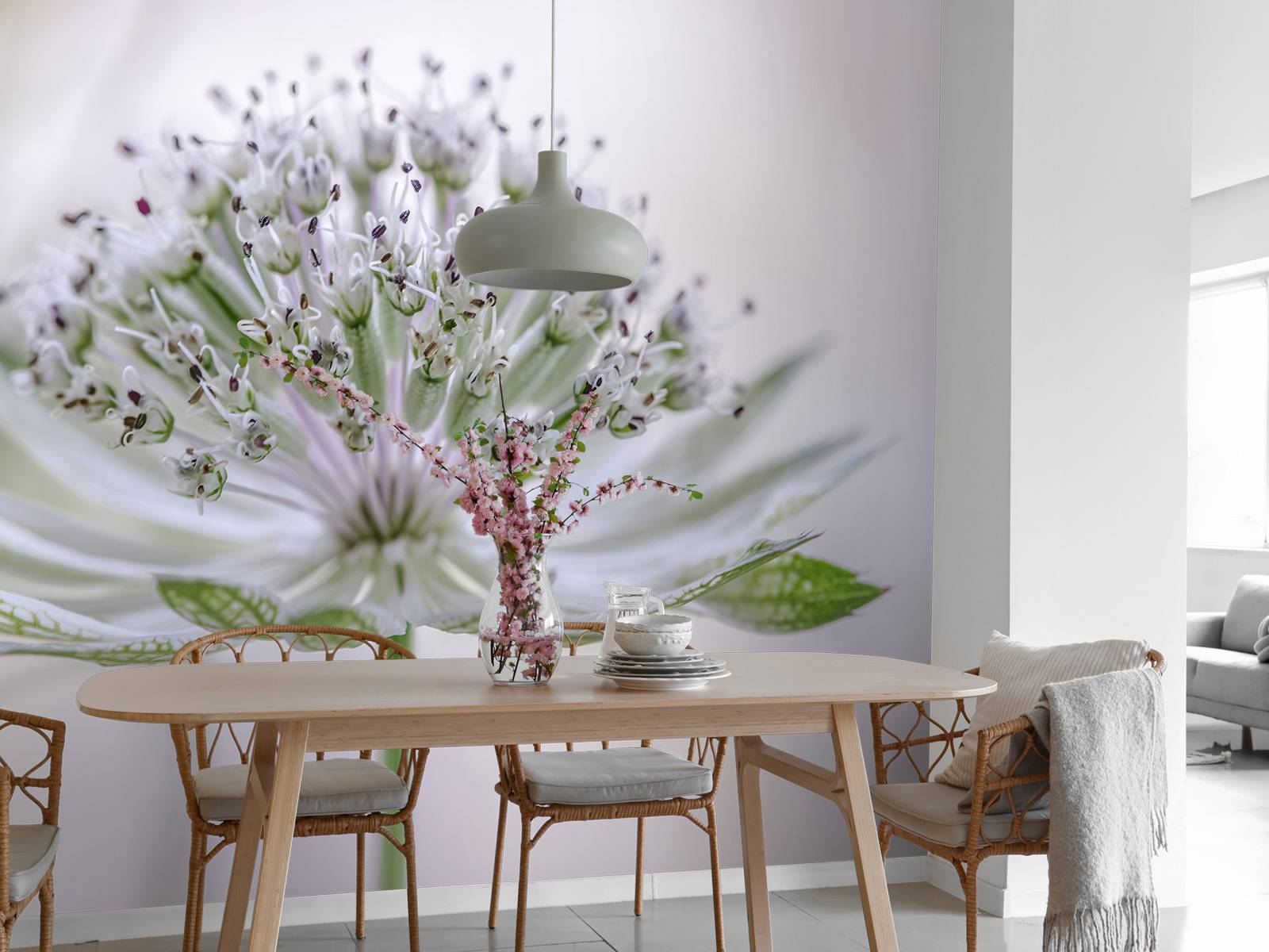 Astrantia