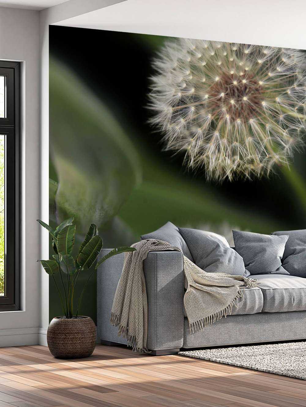 Close-up dandelions