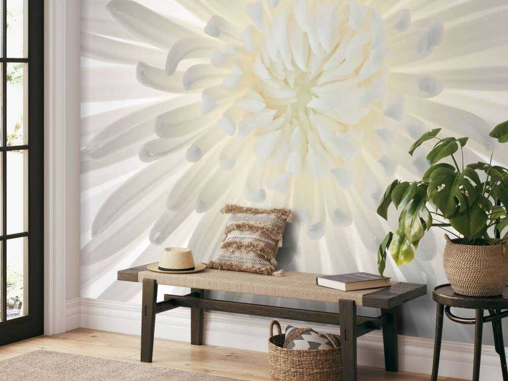 Chrysanthemum