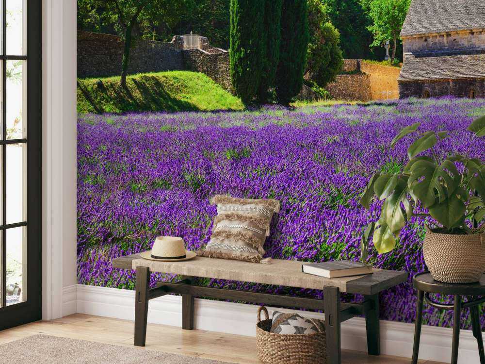 Fairy lavender field