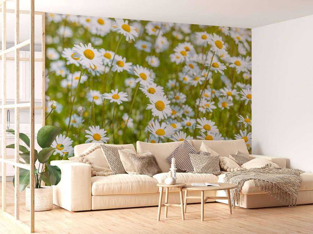 Daisies in a field