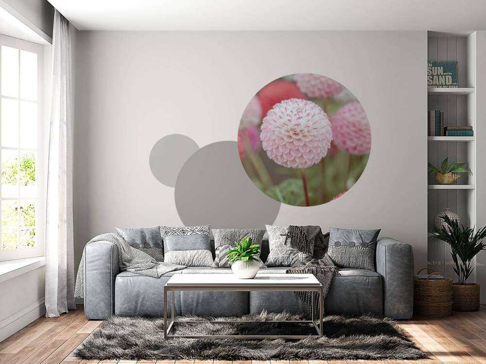 Pink dahlia flowers