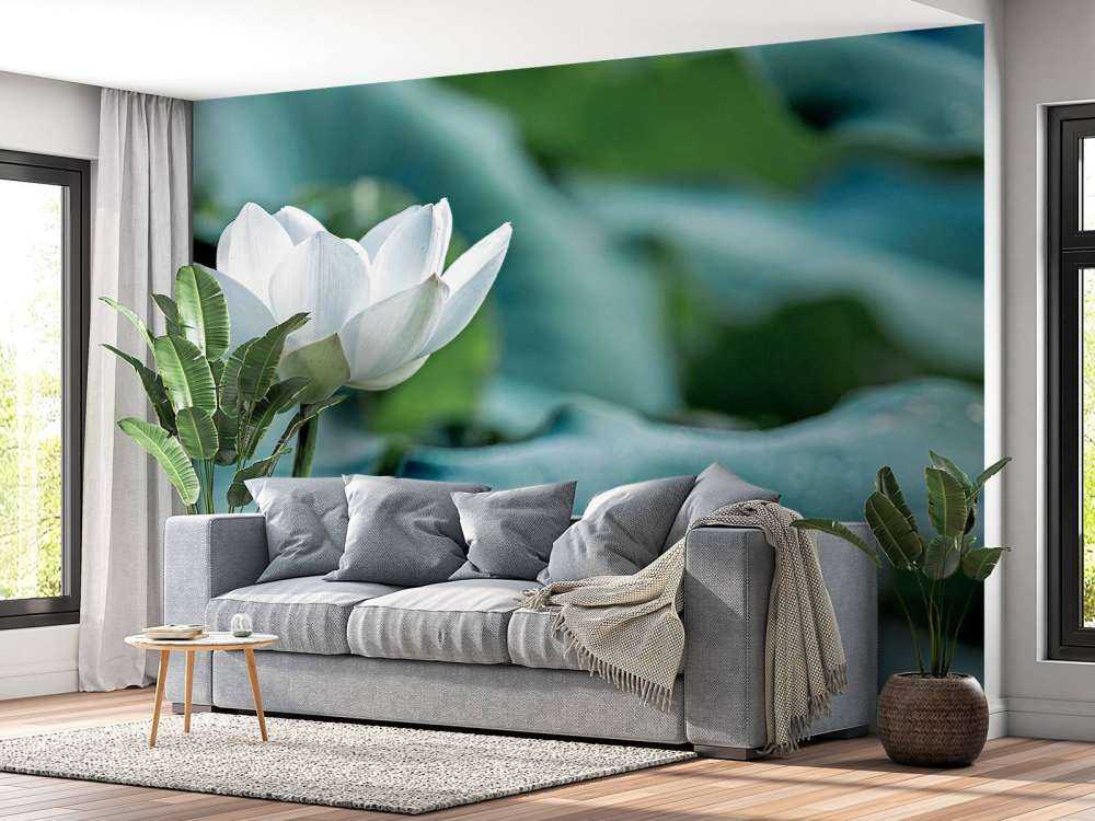 White lotus flower