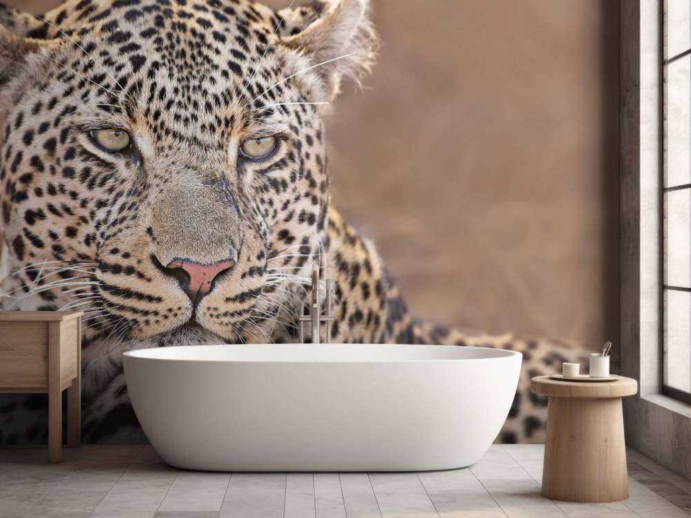 Leopard portrait