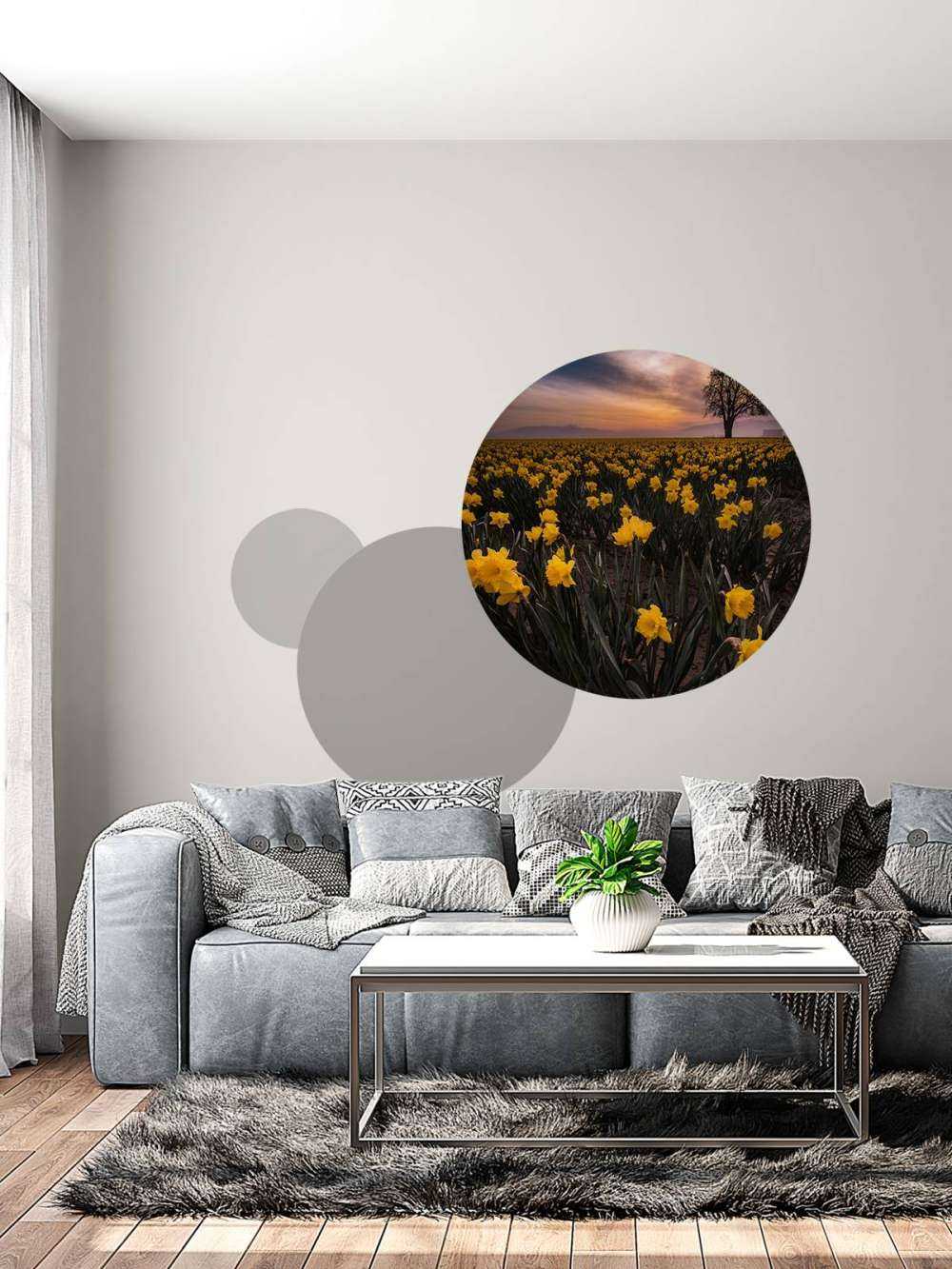 Field with daffodils