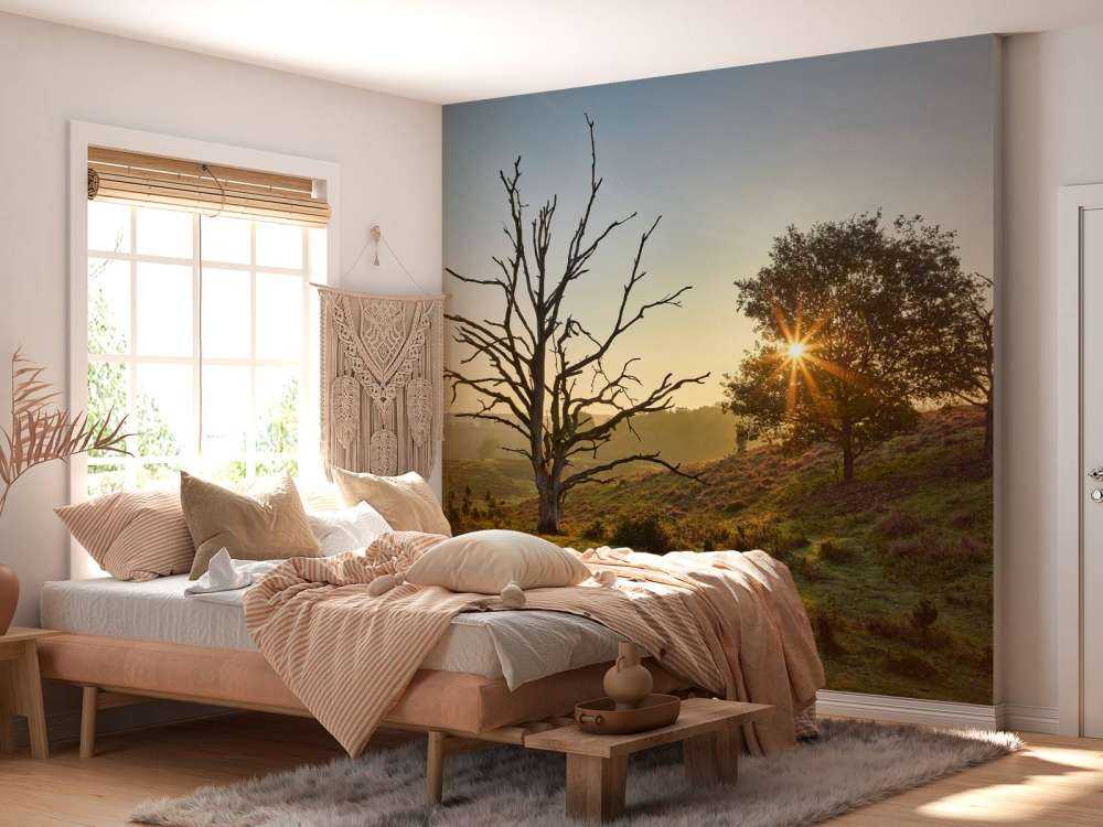 Rising sun on the heath