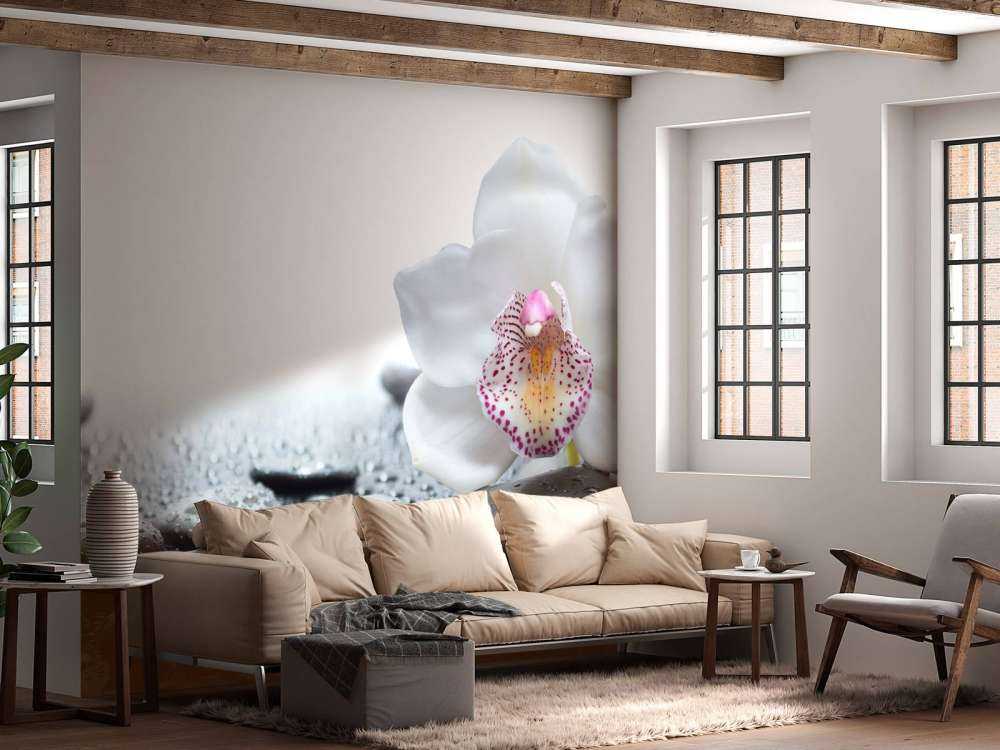 White orchid
