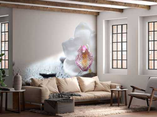 White orchid