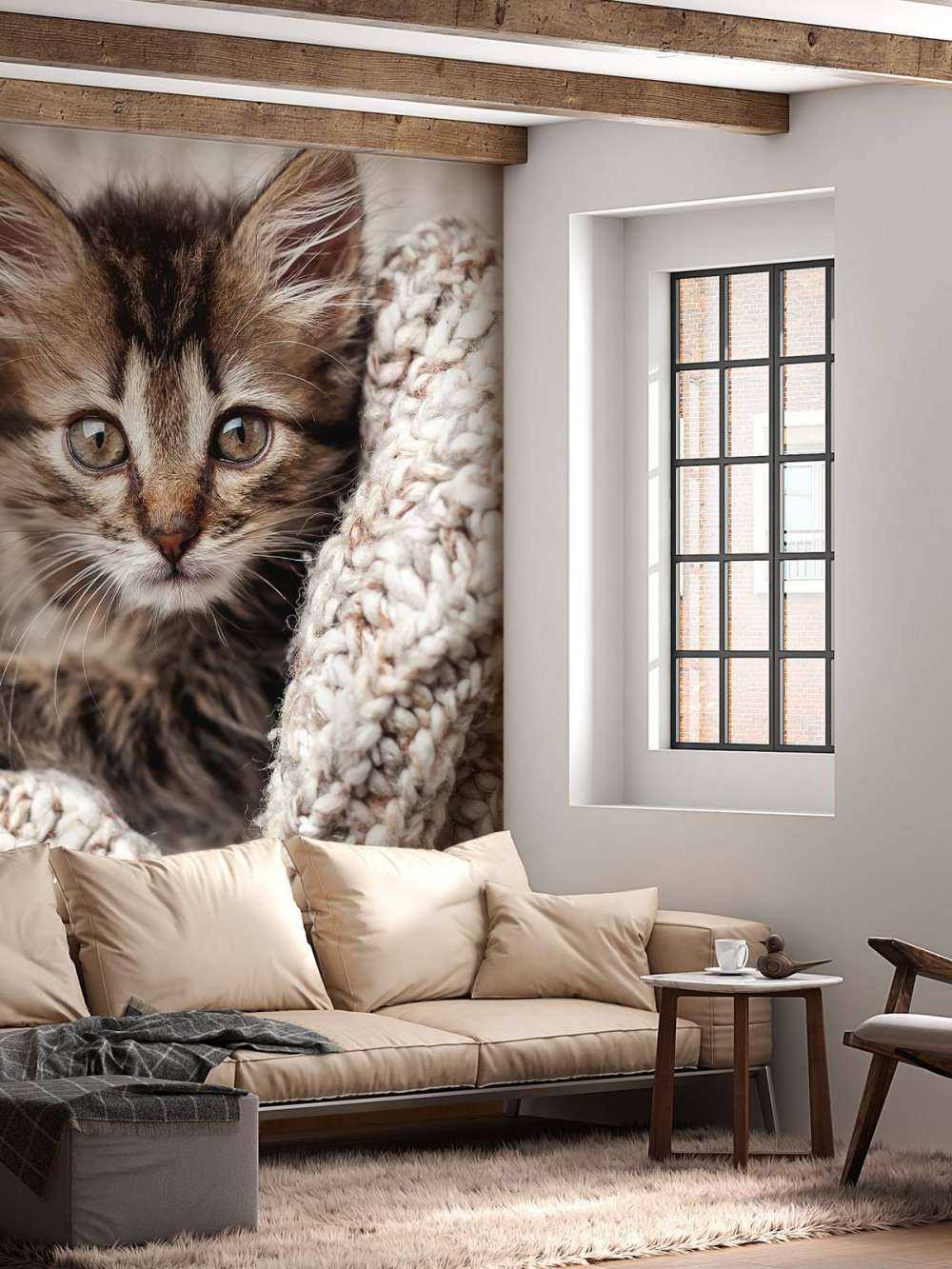 Kitten in a blanket