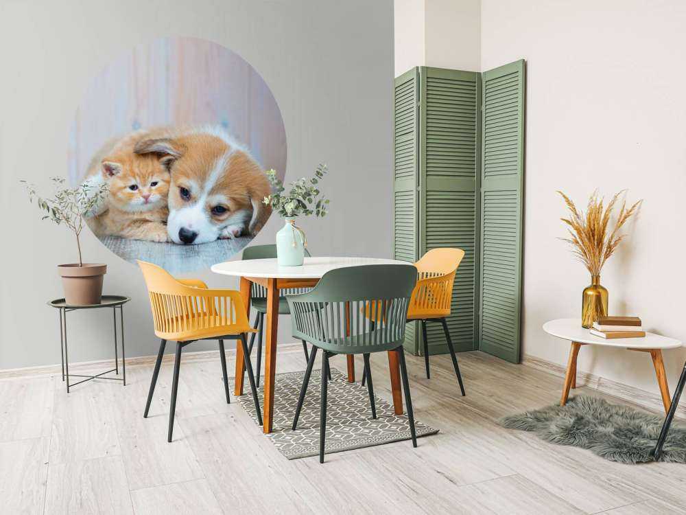 Cat wallpaper. Picture of a kitten and puppy.