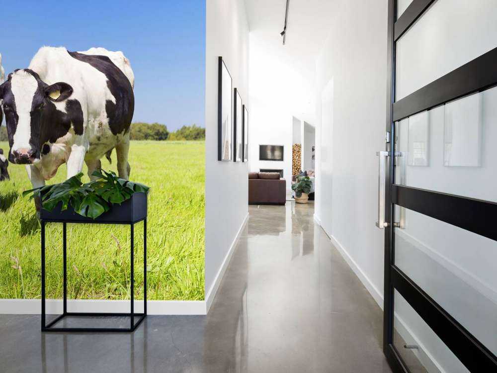 Photo wallpaper cows