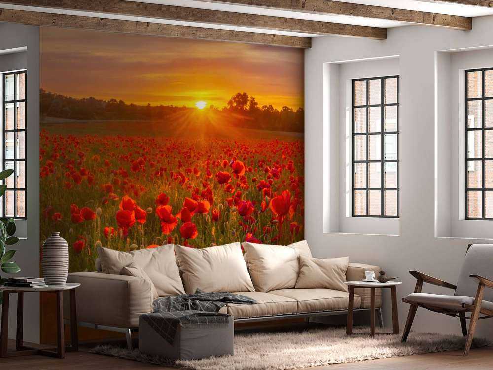 Flowering poppy field