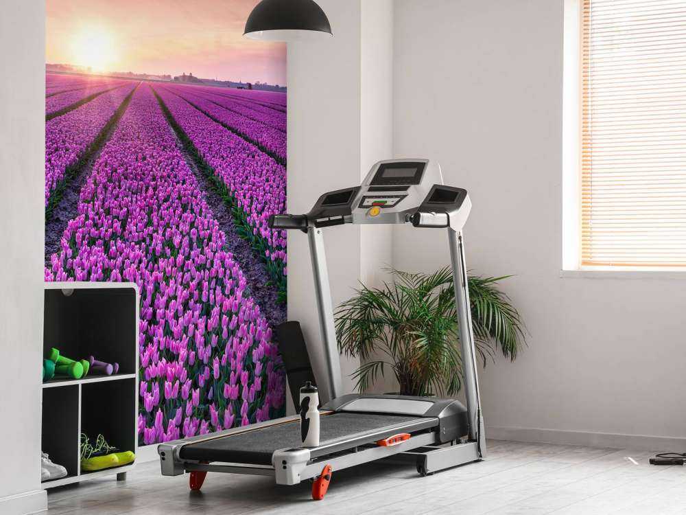 Tulip field at sunrise