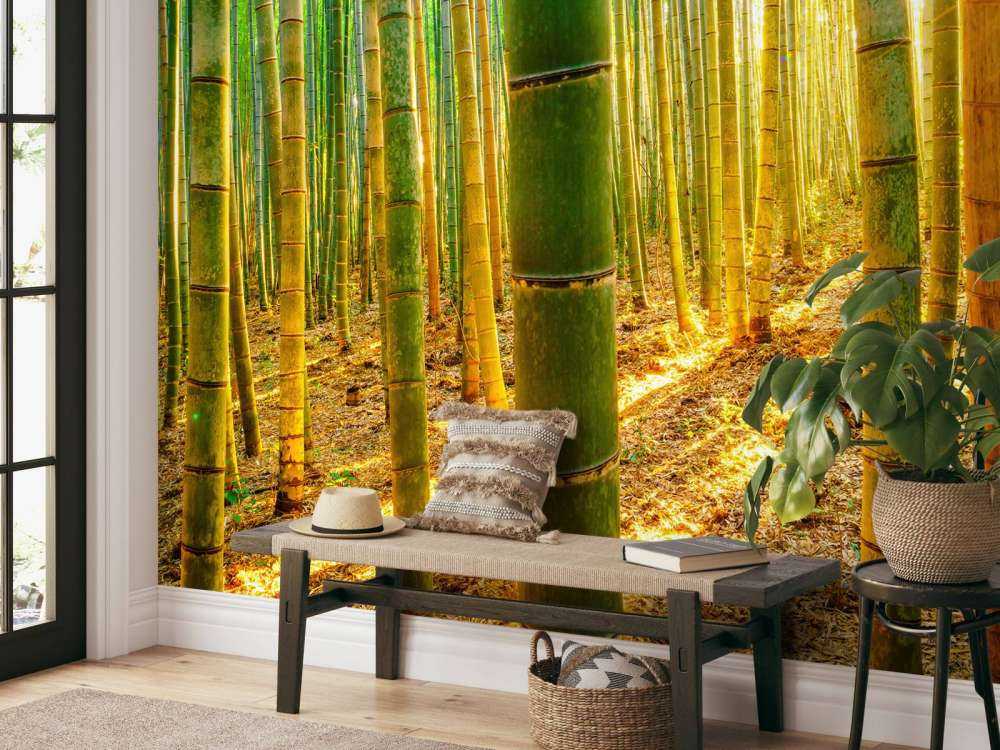 Bamboo forest at sunrise