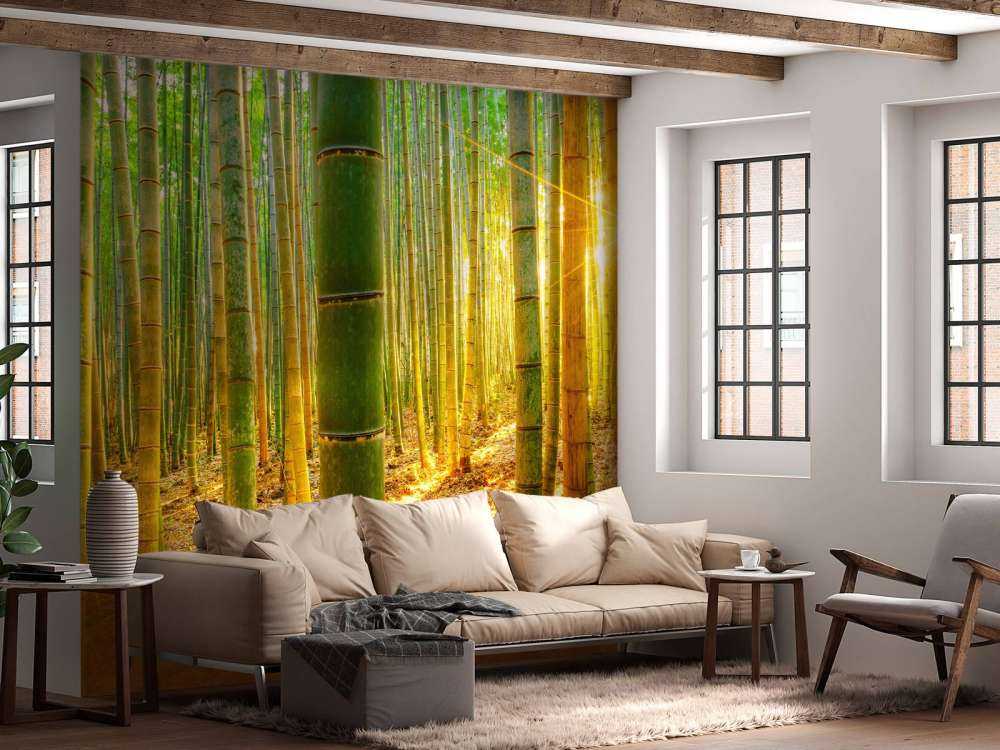 Bamboo forest at sunrise