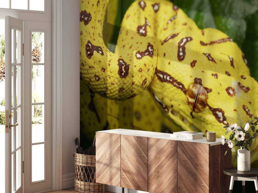 Close-up tree python