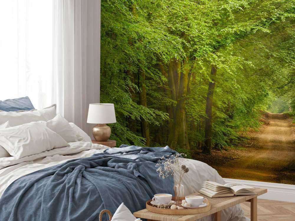 Toad in forest with sunbeams