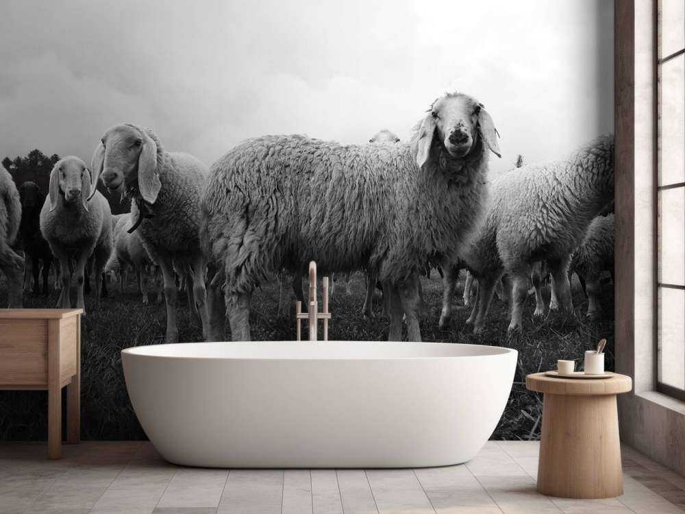 Flock of sheep in black and white