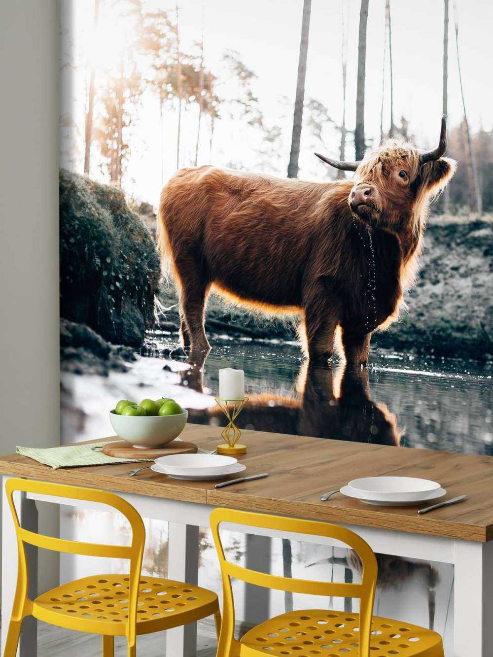 Scottish Highlander in the water