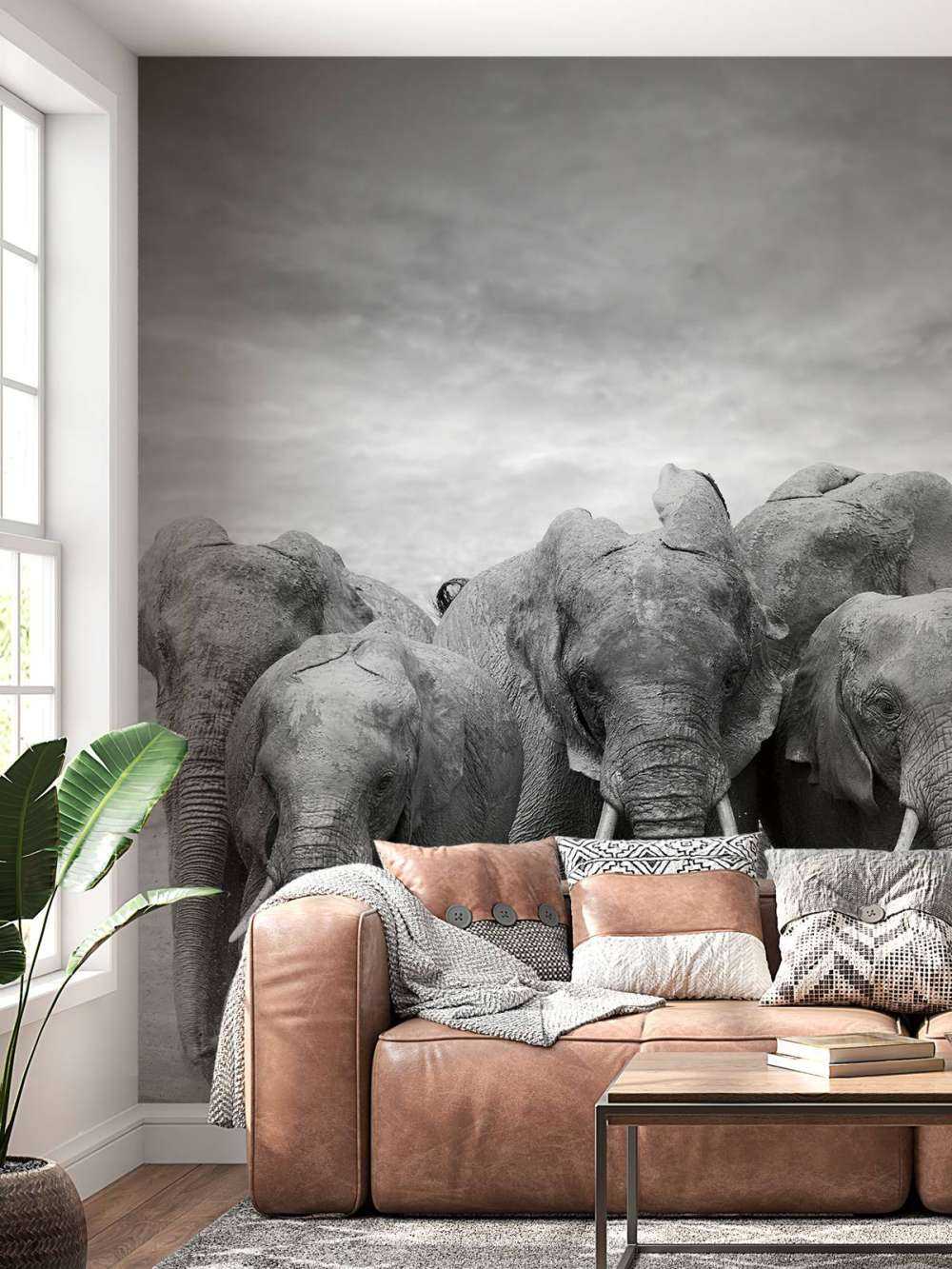 Herd of elephants