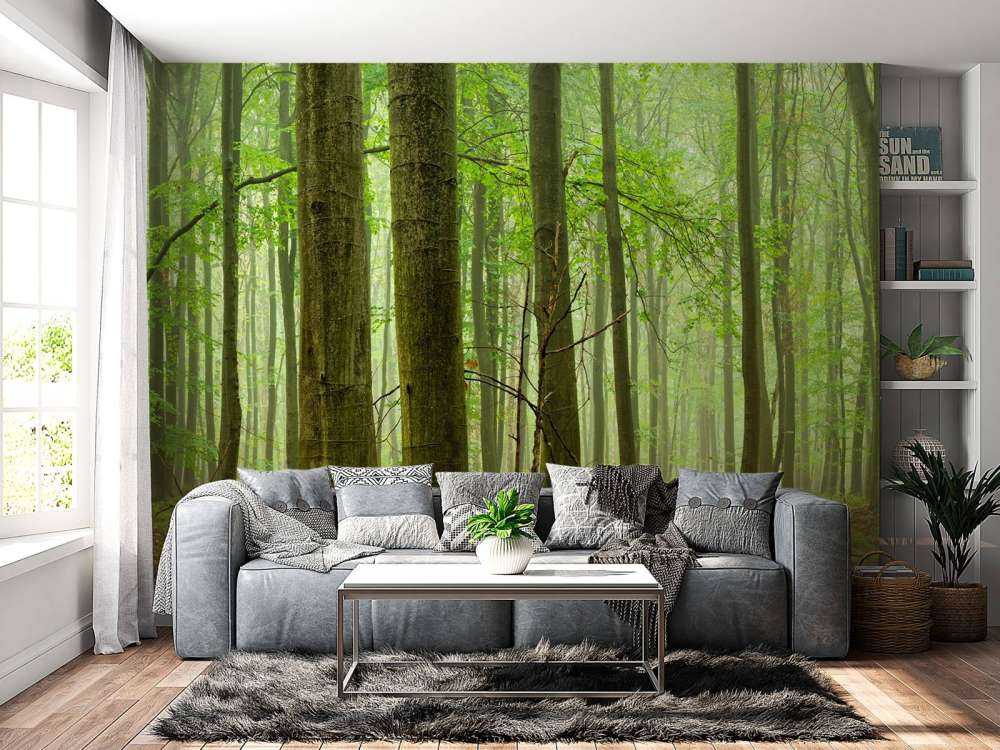 Forest of beech trees