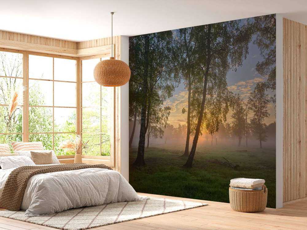 Sunrise by the birches