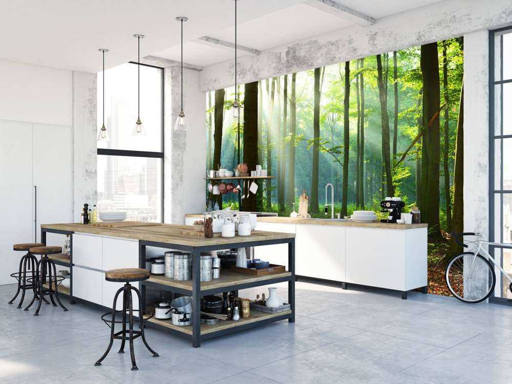 Morning in the forest