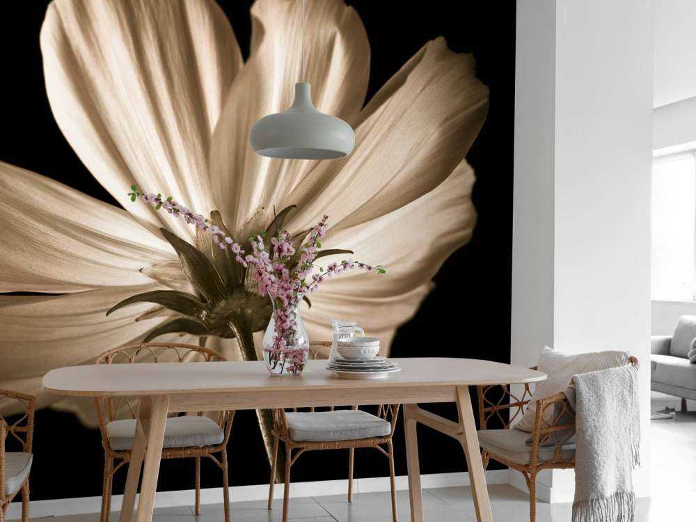 Cosmos flower from below