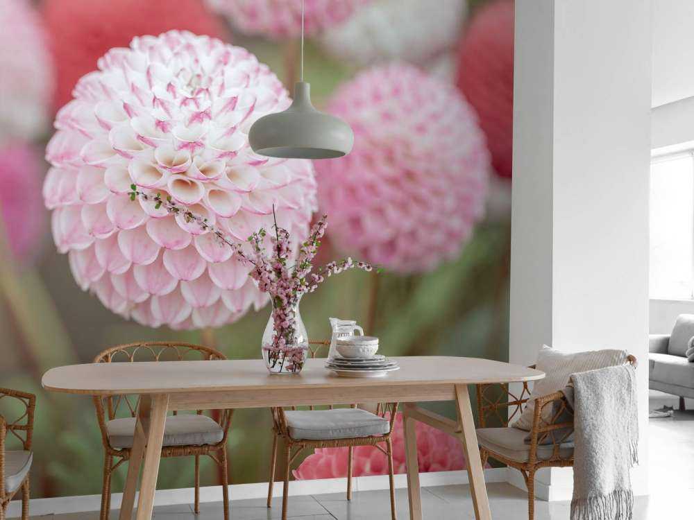 Pink dahlia flowers