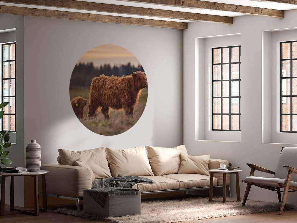 Scottish Highlanders in the meadow