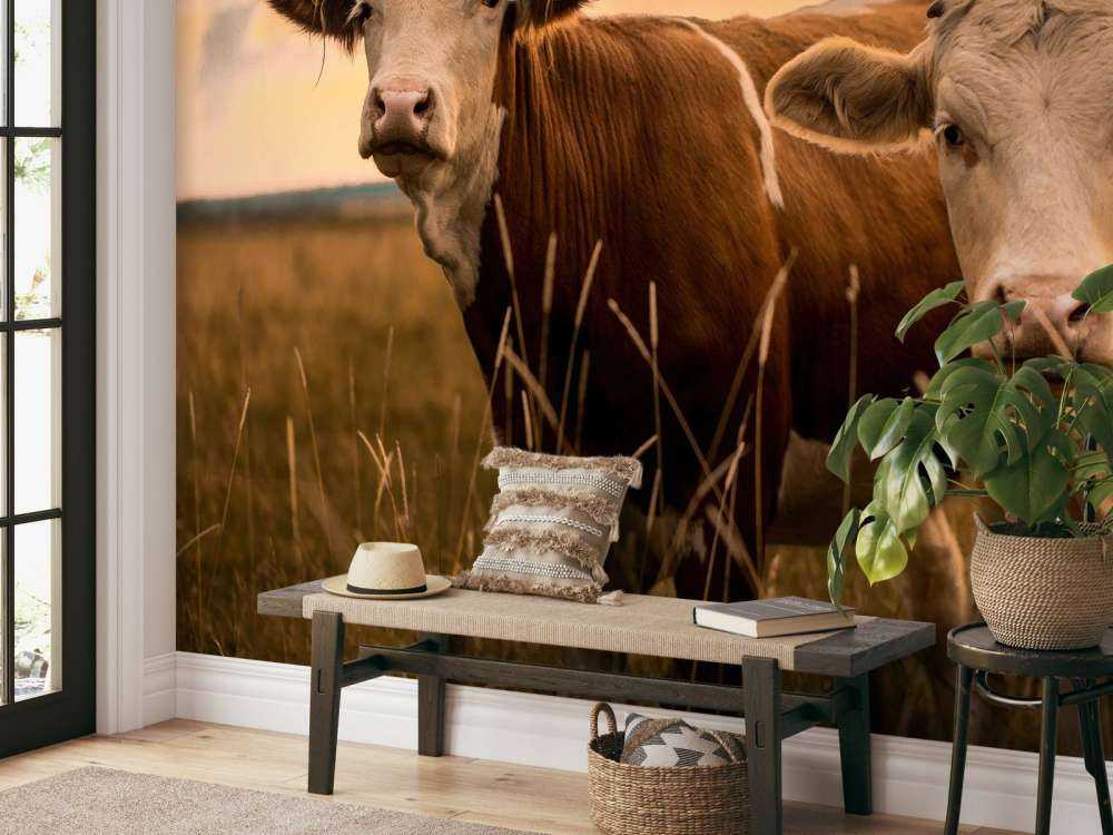 Cows in the evening sun