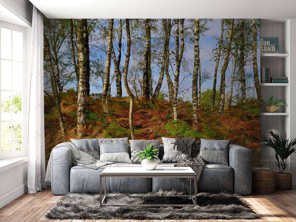 Birches with coloured ferns