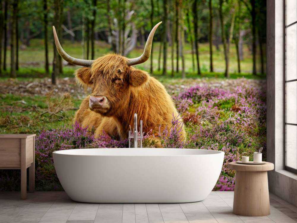 Scottish highlander between purple heather