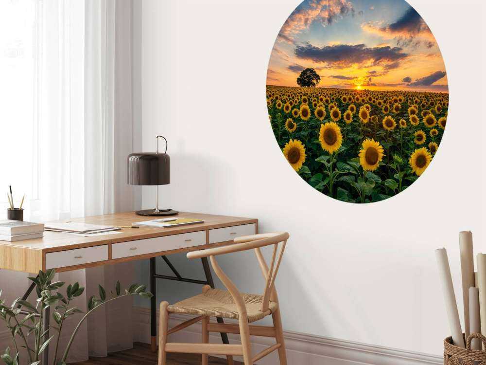 Field full of sunflowers