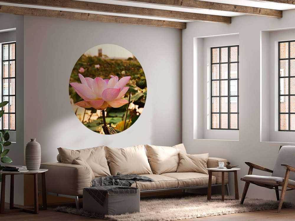 Pink lotus flower
