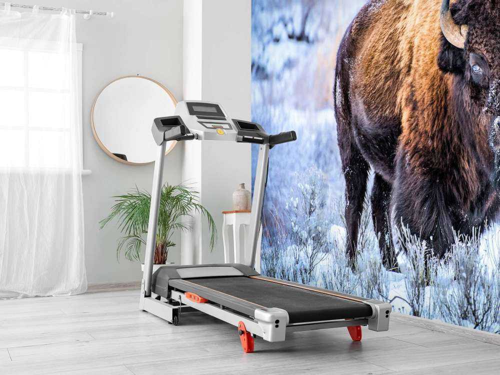 Bison