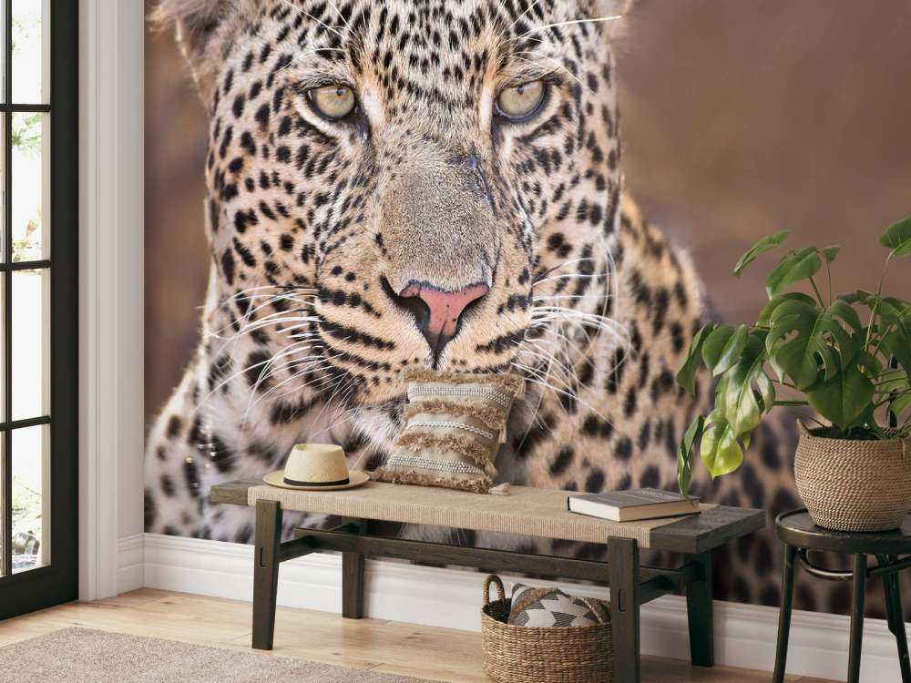 Leopard portrait
