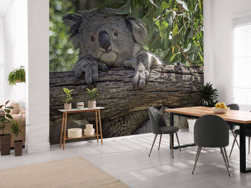 Cute koala