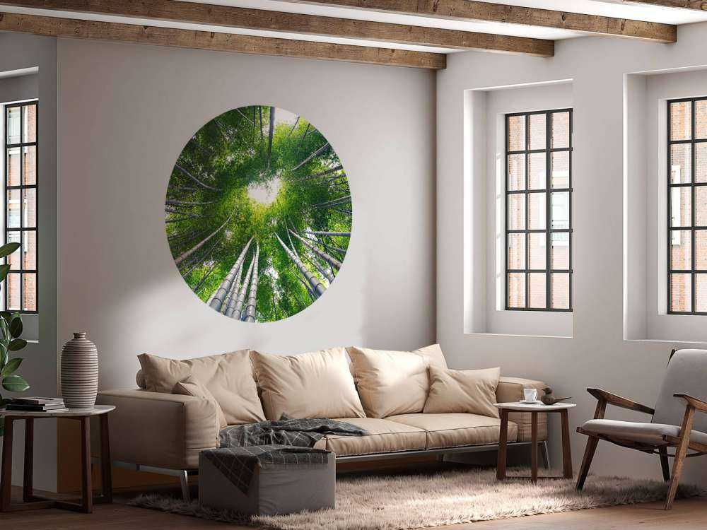 Forest with bamboo