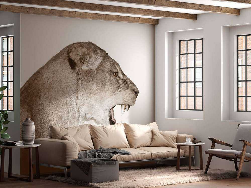 Lioness side view offwhite