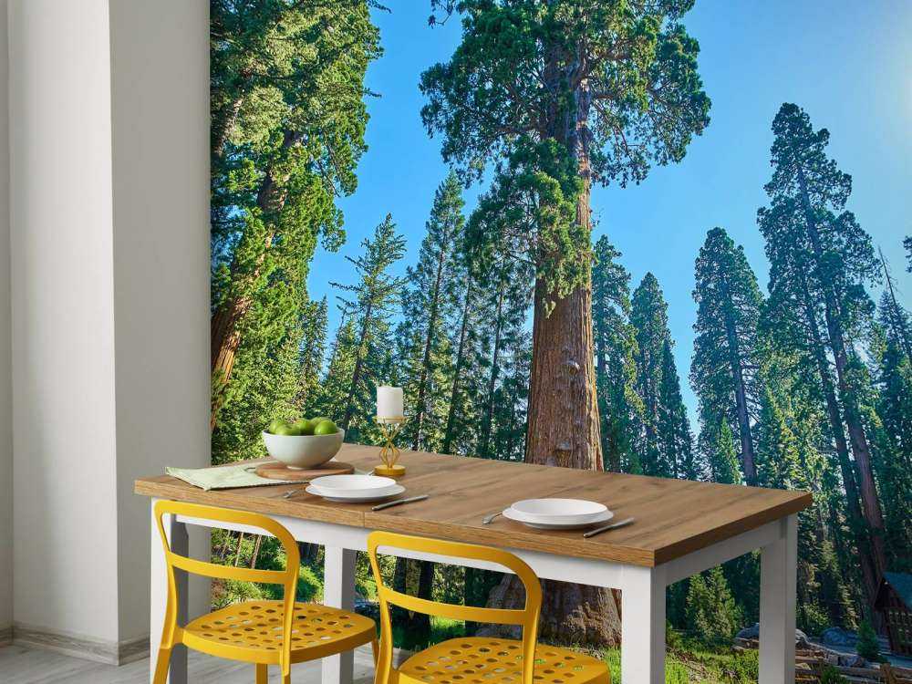 Sequoia trees