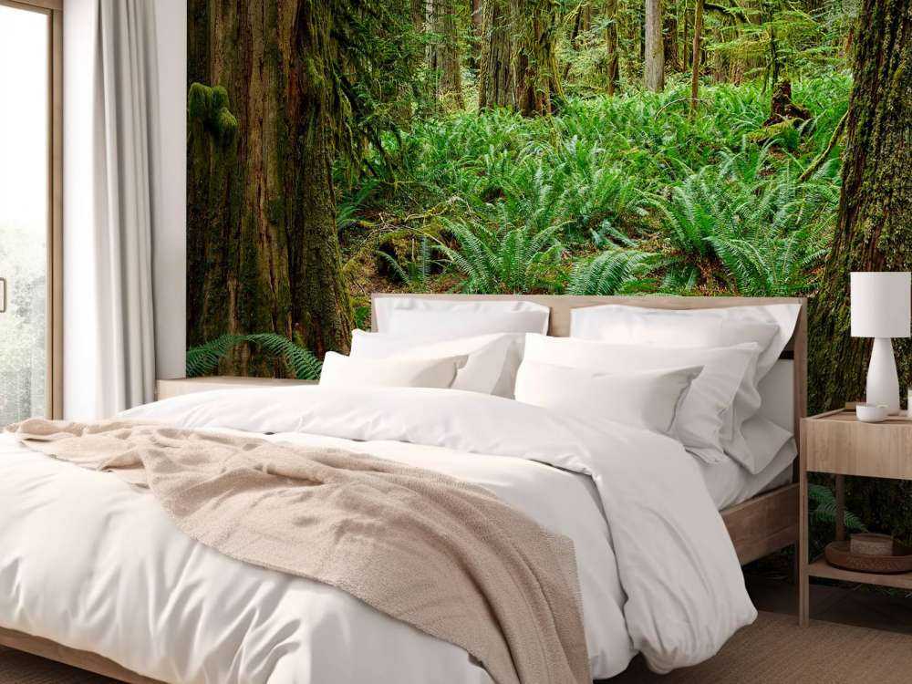 Ferns and trees 